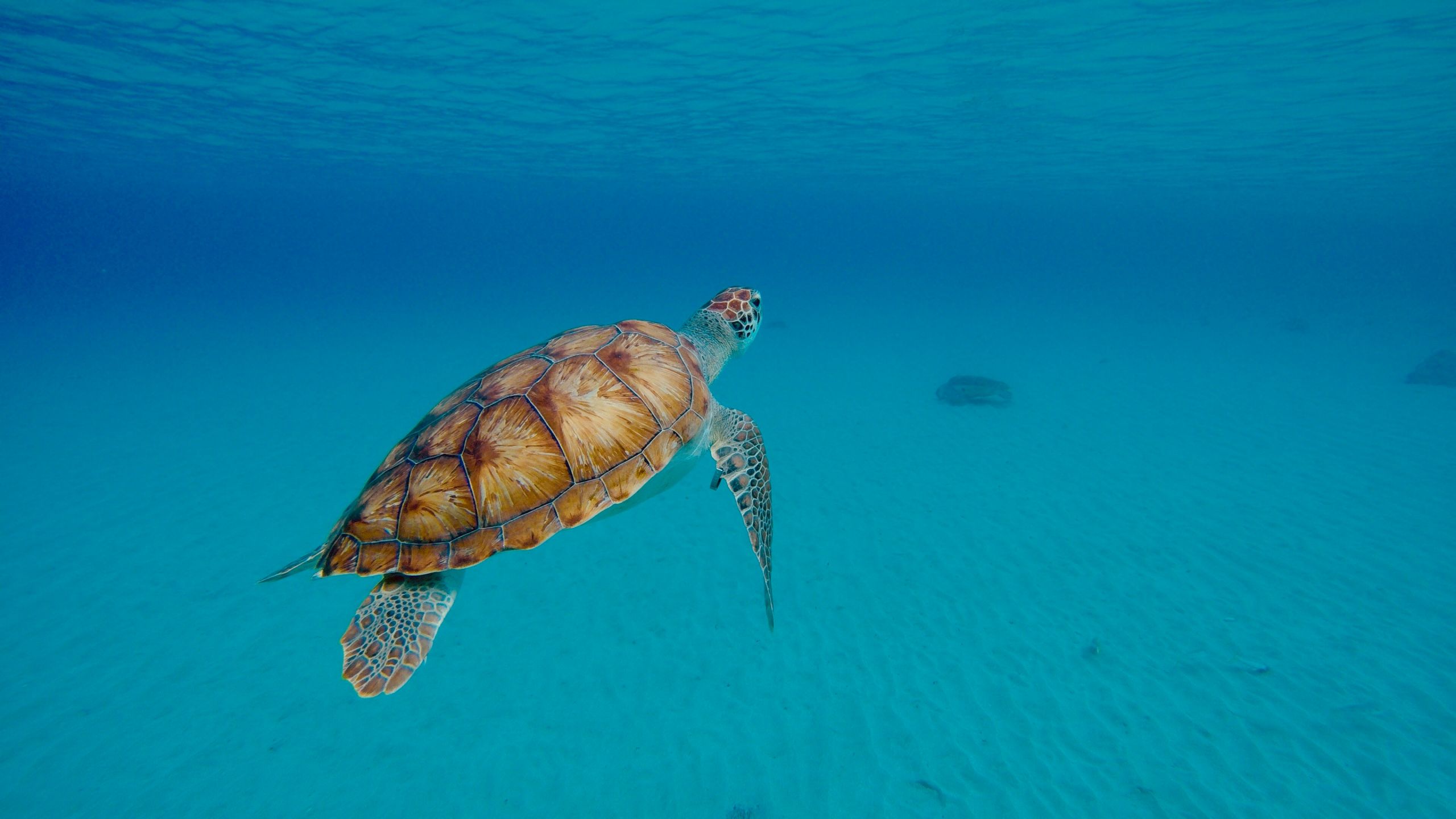 Snorkelen met oude vrienden...